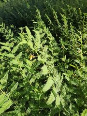 Chamaecrista biensis
