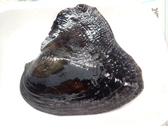 Sinohyriopsis cumingii