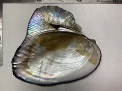 Sinohyriopsis cumingii