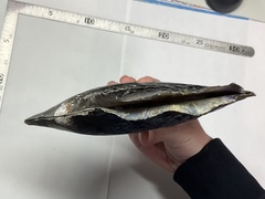 Sinohyriopsis cumingii