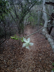 Tabernaemontana amygdalifolia