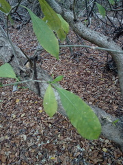 Tabernaemontana amygdalifolia