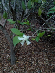 Tabernaemontana amygdalifolia