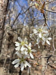 Amelanchier × lamarckii