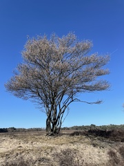 Amelanchier × lamarckii