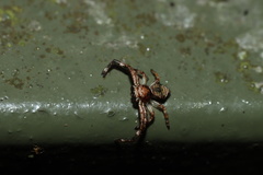 Strigoplus guizhouensis