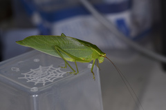 Ruidocollaris sinensis