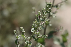 Acourtia microcephala