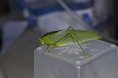 Ruidocollaris sinensis