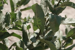 Acourtia microcephala