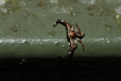 Strigoplus guizhouensis