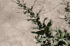 Acourtia microcephala