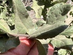 Acourtia microcephala