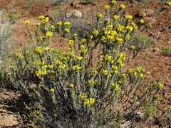 Euryops lateriflorus
