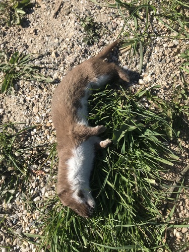 Least Weasel, Tespellaan, Noordwijkerhout, Zuid-Holland, NL, photo 9 of 10