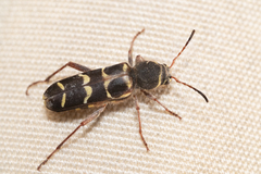 Neoclytus caprea