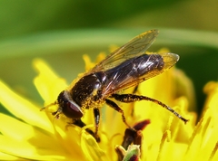 Anasimyia bilinearis