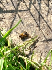Andrena clarkella