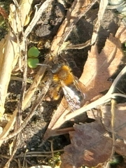Andrena clarkella