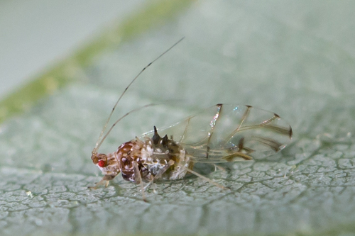 painted maple aphid