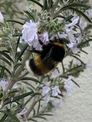Bombus terrestris