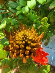 Spathodea campanulata