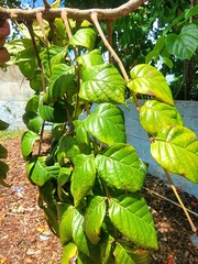 Spathodea campanulata