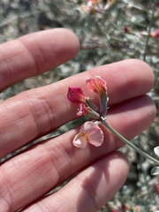 Lotus bryantii
