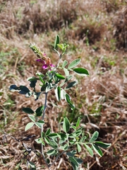 Indigofera schimperi