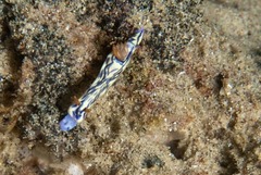 Hypselodoris nigrostriata