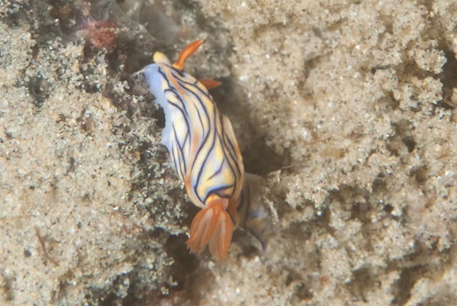 Black-striped Split-tooth Dorid