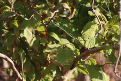 Vireo bellii