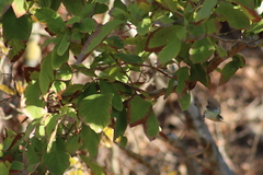 Vireo bellii