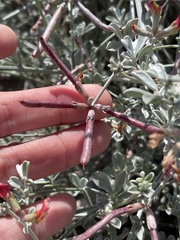 Lotus bryantii