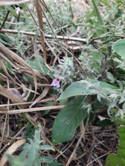 Duosperma quadrangulare