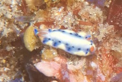 Hypselodoris infucata