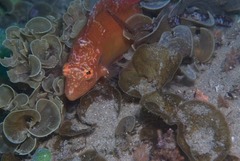 Cirrhitichthys aureus