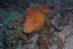 Cirrhitichthys aureus