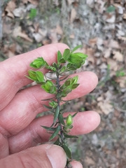 Genista germanica