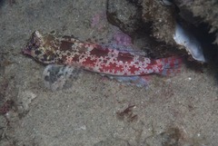 Synchiropus stellatus