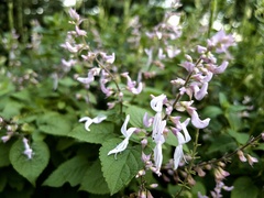 Ocimum labiatum
