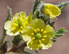Tribulus