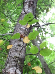 Nothofagus alessandrii