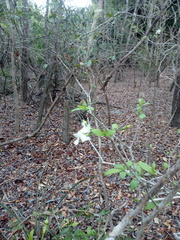 Tabernaemontana amygdalifolia