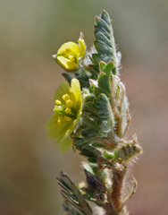 Tribulus