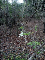 Tabernaemontana amygdalifolia