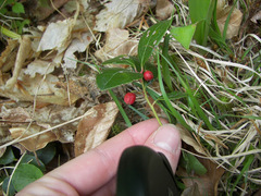 Pyrola rotundifolia rotundifolia