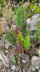 Polystichum orbiculatum