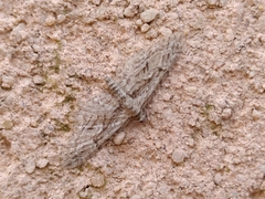 Eupithecia oxycedrata