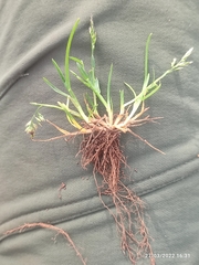 Poa annua